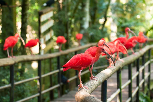 The Brazilian Falls and Birds Park