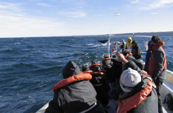 Navegación Avistaje ballenas