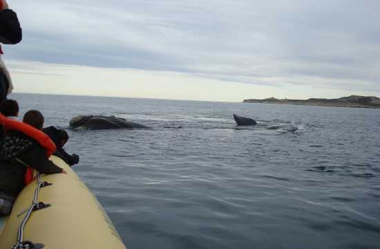 Navegación Avistaje ballenas