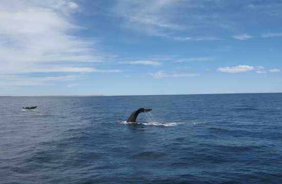 Navegación Avistaje ballenas