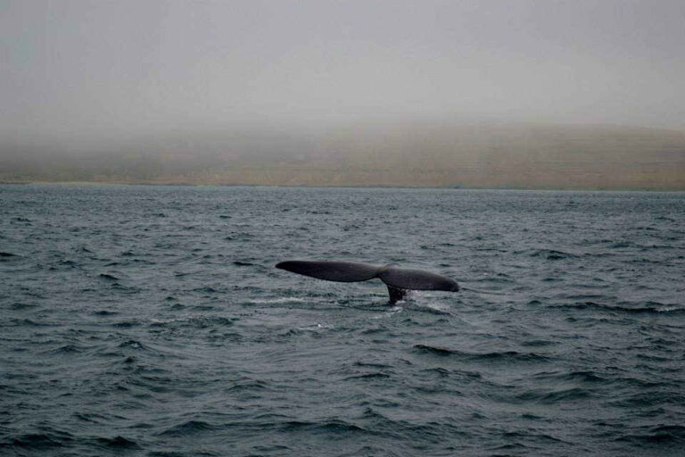 Navegación Avistaje ballenas
