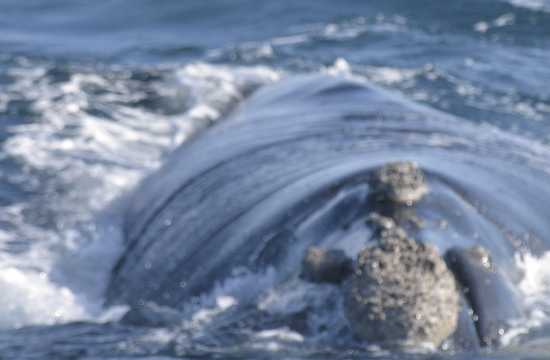 Navegación Avistaje ballenas