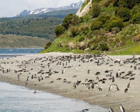 Gable Island and Penguin Rookery on canoes