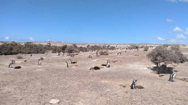Punta Tombo