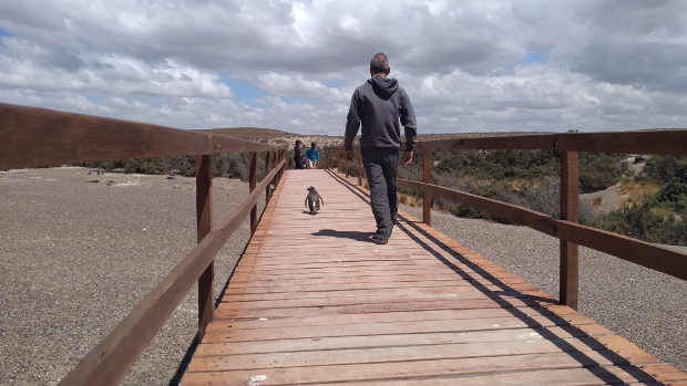 Punta Tombo