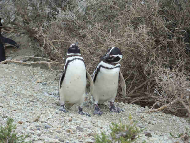 Punta Tombo